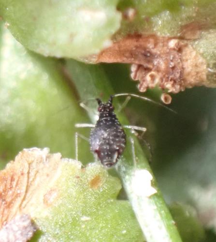 Idiopterus nephrelepidis